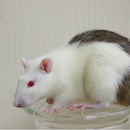 Rats shall raid all for buster to have roux