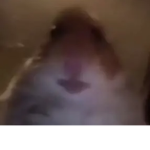 Baddie..hamster