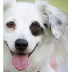 DOGS UNIED