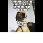 No Dogs