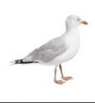EPIK SEAGUL CLUB (RLLY EPIK BRO)
