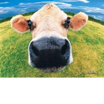 ~Cow's United~