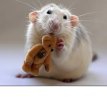 We Baby Rats :3