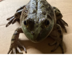 CoderFroggy Studios