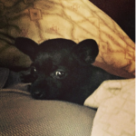 </3 libias