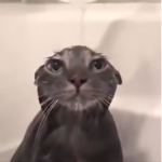 Super pog cat group