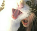 ,e kittens
