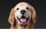 Doggeh Club