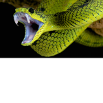 United States of Snakes