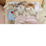 Kitties Squad