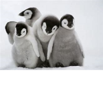 ThePenguin_Pro's Group!