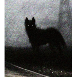Black Shuck