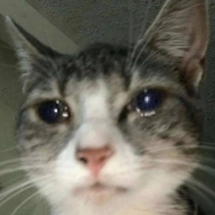 cat sad cat Roblox decal