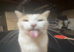 abel's group silly cat