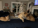 Cats are cool and dogs don’t drool