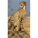 The cheetah griup