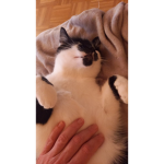 Katzen11122222