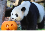 Hannah~the~panda!!!