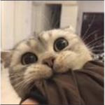 kitty cat meow group