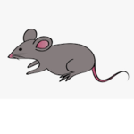 Rat army backup group