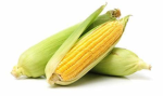 ITS_CORN