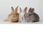 Rabbit Girl fan group