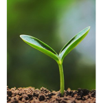 SOIL UNITED