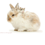 Hamster and bunnies team