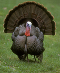 Turkey Turks