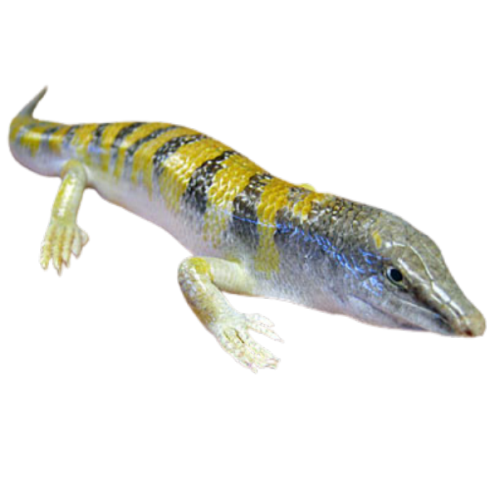 Sand fish skink Roblox decal