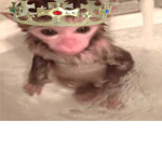 MONKI'S KINGDOM
