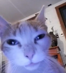 Los_uwu