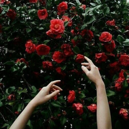 🌹~