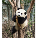 PANDA GROUPPPPP