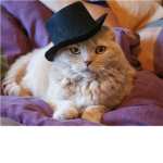 Kat Cat Clothing
