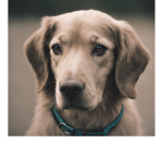 Dog smip