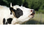 cow queens! <3