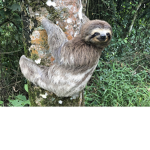 #sloth gang (the amazing sloths of the world SLOTH