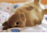 bunny moon hop