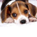Puppies lifestyle