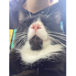 da cats group (sus)