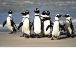 Leo's Penguin Puffs