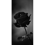 Lovely Black roses