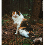 Accurate Warrior cats rp group!