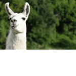 The colorful llamas
