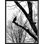 -Lonley Birds- (Band Roleplay)