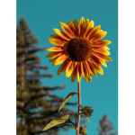 sxunflowers