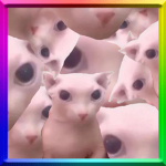 The Bingus Association
