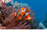 The underwater base