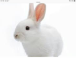 Moma bunny family